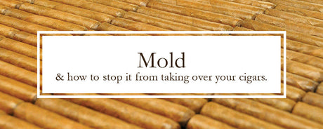 How to deal with mold taking over your humidor and cigars.
